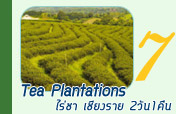 Tea Plantation: หัวใจของทัวร์เชียงราย 2วัน1คืน